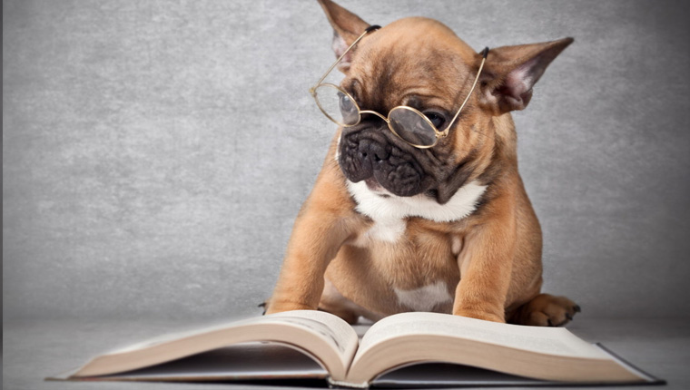 chien apprend