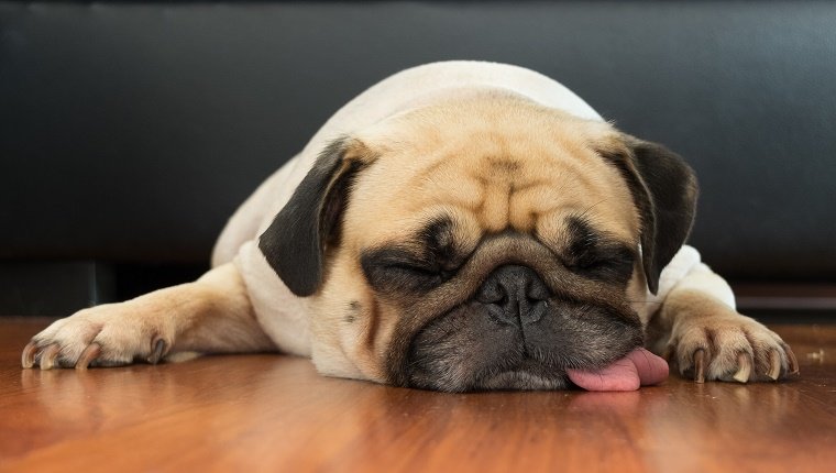 chien apaise
